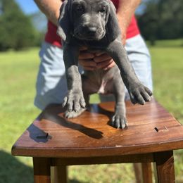Weimaraner Puppies from Georgia Line Weimaraners