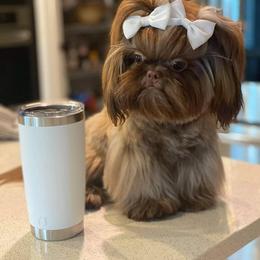 Shih Tzu Puppies from Dollface Shih Tzu