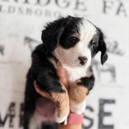 Betsy - Black tri female Miniature Australian Shepherd puppy in Goldsboro, North Carolina from Maple Ridge Farm