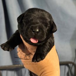 Orange - Black male Labrador Retriever puppy in Beaverdam, Virginia from Riverside Sunset Labrador Retrievers