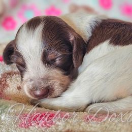 Dumpling - Piebald female Dachshund puppy in Panama City, Florida from Harbor Doxies