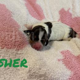 Dasher - Piebald male Dachshund puppy in Huffman, Texas from Friends ‘n Low Places Dachshunds of Texas