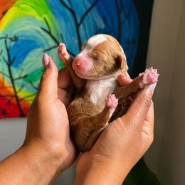 Flint - Red male Bernedoodle puppy in Glendale, Arizona from CocoLove Doodles