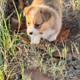 CJ - Red female Pembroke Welsh Corgi puppy in Millsap, Texas from Punchy Pembroke Ranch