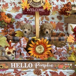 Cockapoo Puppies from Rawls Lovely Little Tots