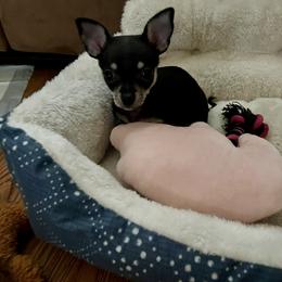 Chihuahua Puppies from Northwest Paws