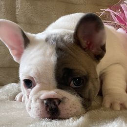 Girl 1 - French Bulldog puppy in New York from Fond of Frenchies