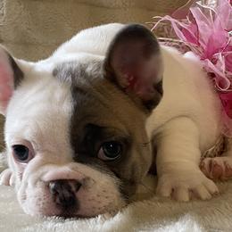 Girl 1 - French Bulldog puppy in New York from Fond of Frenchies