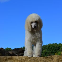 Poodle Puppies from D and D Standard Poodles