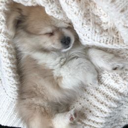 Pomeranians from AFM puppies