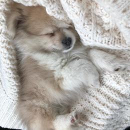 Pomeranians from AFM puppies