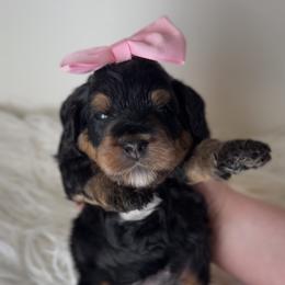 Bernedoodle, Cavapoo, and Goldendoodle Puppies from Blackberry Farm Puppies