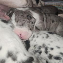 Merle Mantle Female - Merle female Great Dane puppy in Gig Harbor, Washington from Lakaya Danes