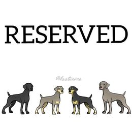 Raspberry - Blue female Weimaraner puppy in Ferrum, Virginia from LAAT Weims