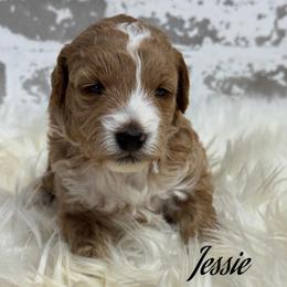 Jessie - Red  female Goldendoodle puppy in Nortonville, Kentucky from Deb’s KY Doodles
