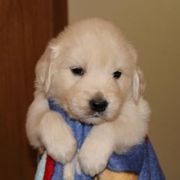 Golden Retriever puppies from Tradition Golden Retrievers