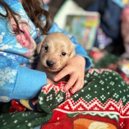 Anarky - Cream male Dachshund puppy in Cattaraugus County, New York from H&C’s Dachshunds and Retrievers