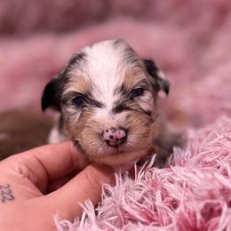 Cosmo AKC - Blue merle male Australian Shepherd puppy in Orlando, Florida from Skaky Shepherds