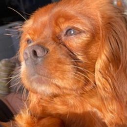 Cavalier King Charles Spaniels from Austell Cavaliers