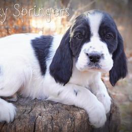 Boy 7 - Black and white male English Springer Spaniel puppy in Great Falls, Montana from Big Sky Springers