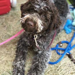 Lagotto Romagnolo and Portuguese Water Dog Puppies from Shooting Star Water Dogs