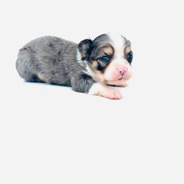 Tigger - Merle male Chihuahua puppy in Hobgood, North Carolina from Four Kids’ Farms, LLC