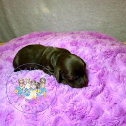 Hazel - Chocolate and tan female Dachshund puppy in Cave City, Kentucky from Mammoth Cave Dachshunds