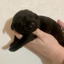 Maly - Black female Labrador Retriever puppy in Newaygo, Michigan from Royal Oak Gundogs