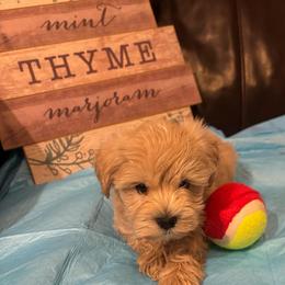 Ciciley - Wheaten female Miniature Schnauzer puppy in Hemet, California from Journee Home Mini Schnauzers