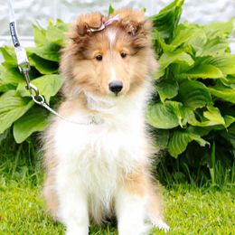 Robin - Sable and white female Shetland Sheepdog puppy in East Bank, West Virginia from Belmar Shetland Sheepdogs