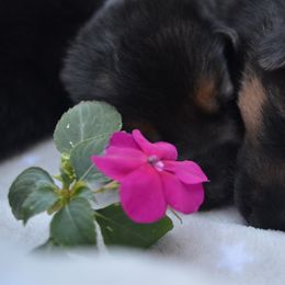 German Shepherd Puppies from VST German Shepherds