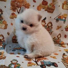 Snowball - White male Pomeranian puppy in Northport, Alabama from 007 Hamilton Pomeranians