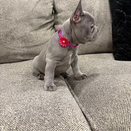 Girl 1 - Tricolors female French Bulldog puppy in Bolingbrook, Illinois from Yara the Frenchie