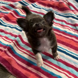 Baby P - Blue and white female Chihuahua puppy in Summerfield, Florida from Uey’s Chihuahuas