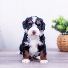 Cedar - Tri-color male Bernedoodle puppy in Arthur, Illinois from Central Illinois Bernedoodles