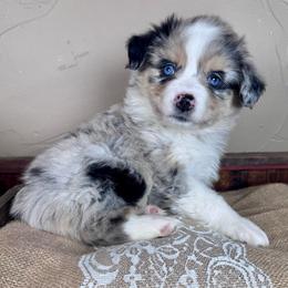 Bluebell - Blue merle female Miniature Australian Shepherd puppy in Tonasket, Washington from V5 Aussies
