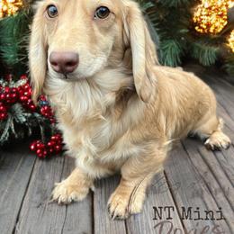 Lulu - Dachshund