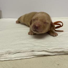 Boy 2 - Cream male Dachshund puppy in Oroville, California from Barnes’ Doxies