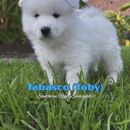 Samoyed Puppies from Southern Roux Samoyeds