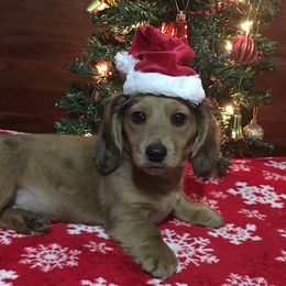 Dachshunds from PrairieHill Dachshunds