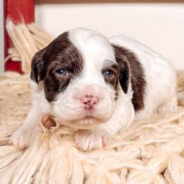 Brooks - Chocolate male Australian Labradoodle puppy in Decatur, Alabama from Southern Meadows Doodles