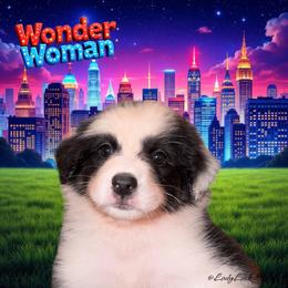 Wonder Woman-Black Tri Female - Black tri-color female Australian Shepherd puppy in Gainesville, Texas from Lady Luck Aussies