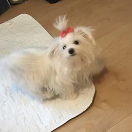 Clark - Maltese