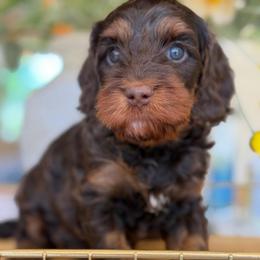 Lexi - Chocolate female Cavapoo puppy in Yuciapa, California from AlltheDoodlez_
