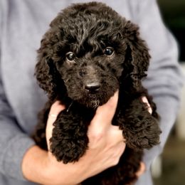 Blue - Black and white male Aussiedoodle puppy in Eastman, Georgia from Dood B Ranch