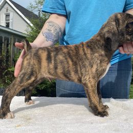 Mountain Cur Puppies from Walnut Ridge Mountain Curs