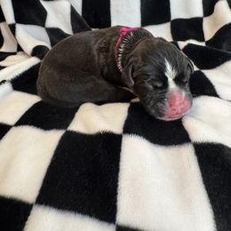 Girl 1 - female Boxer puppy in Perris, California from Ultra Paws Plus