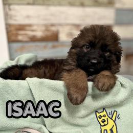 Isaac - Sable male German Shepherd puppy in Canton, Texas from WILDWOOD GERMAN SHEPHERDS