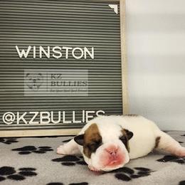 Winston - White male Bulldog puppy in Hillsdale County, Michigan from KZ Bullies LLC