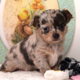 Paisley - Blue merle female Chihuahua puppy in Clinton, Missouri from RockyTop Hearts